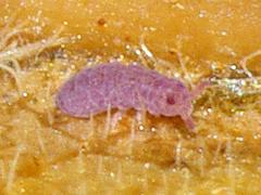 Springtail